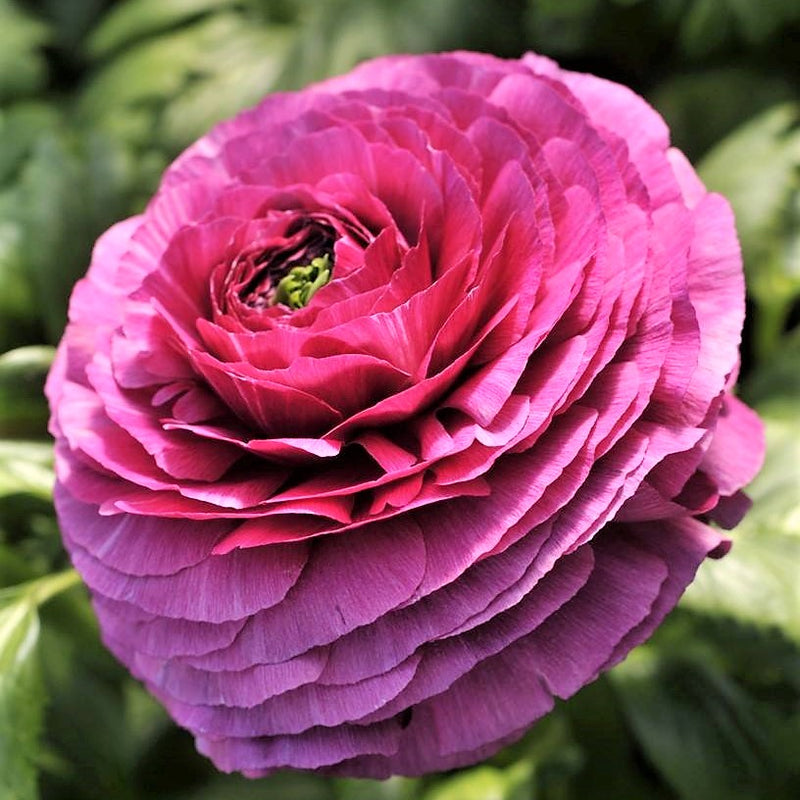 Italian Ranunculus Success Renoir