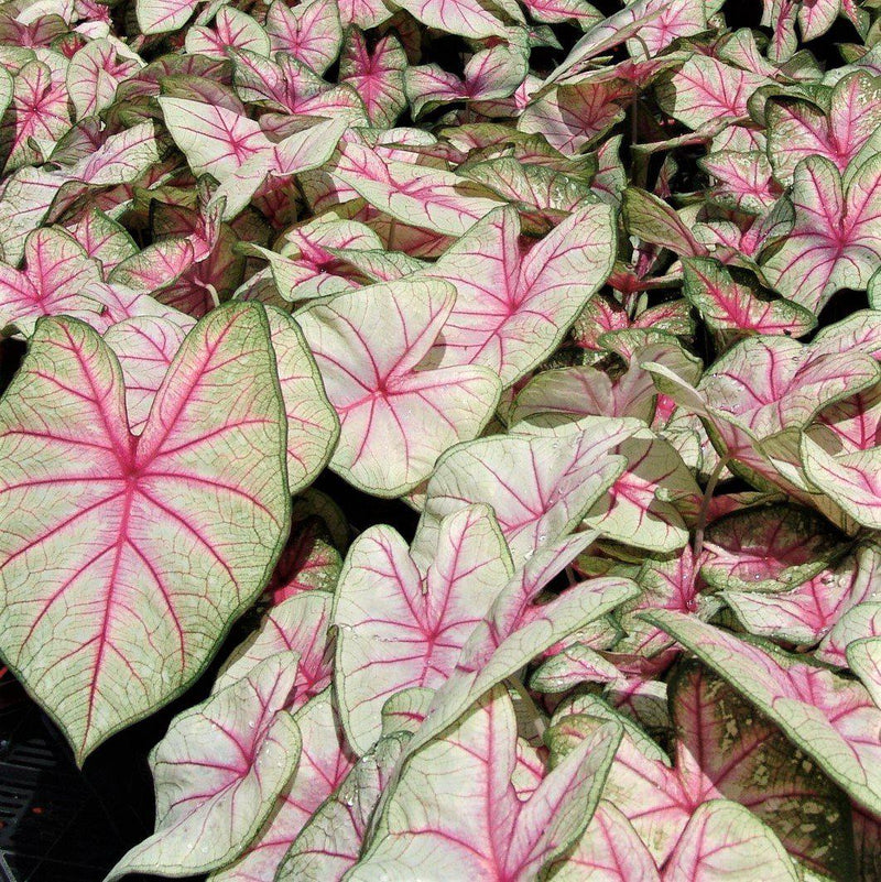 Caladium Summer Breeze