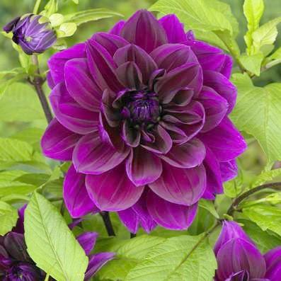 Dahlia Thomas Edison