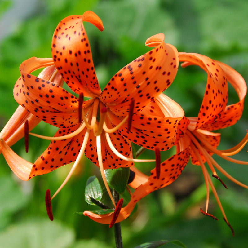 Lily Wild About Tiger Lily Mix