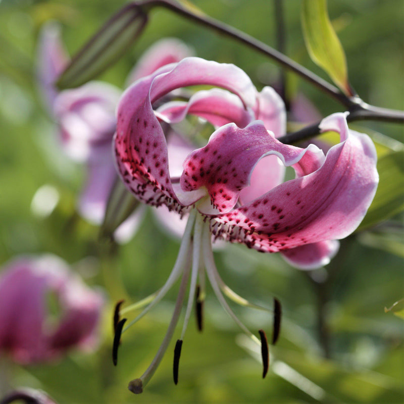 Lily Speciosum Uchida