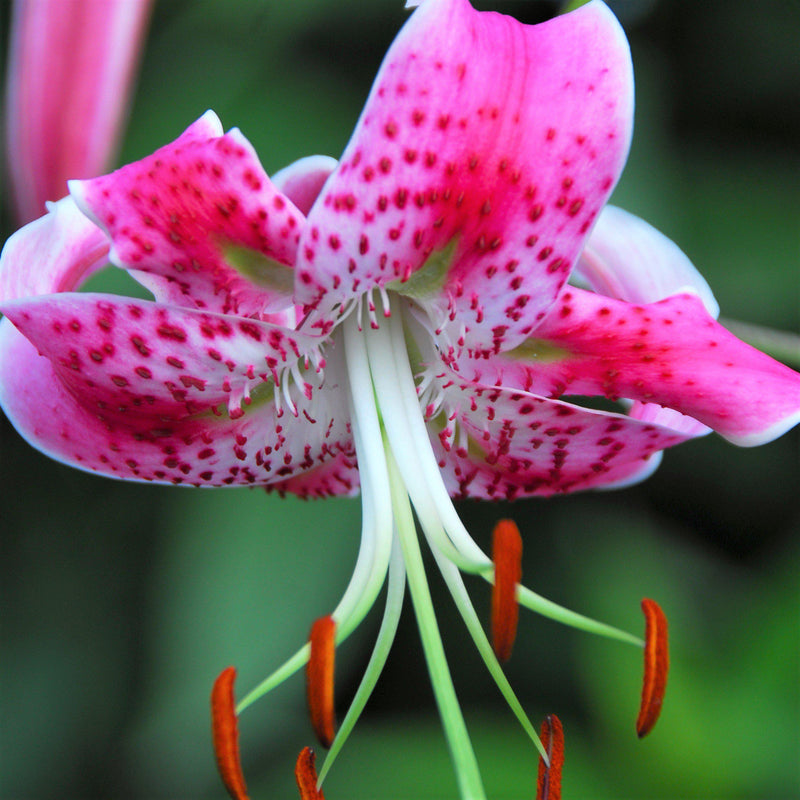 Lily Speciosum Uchida