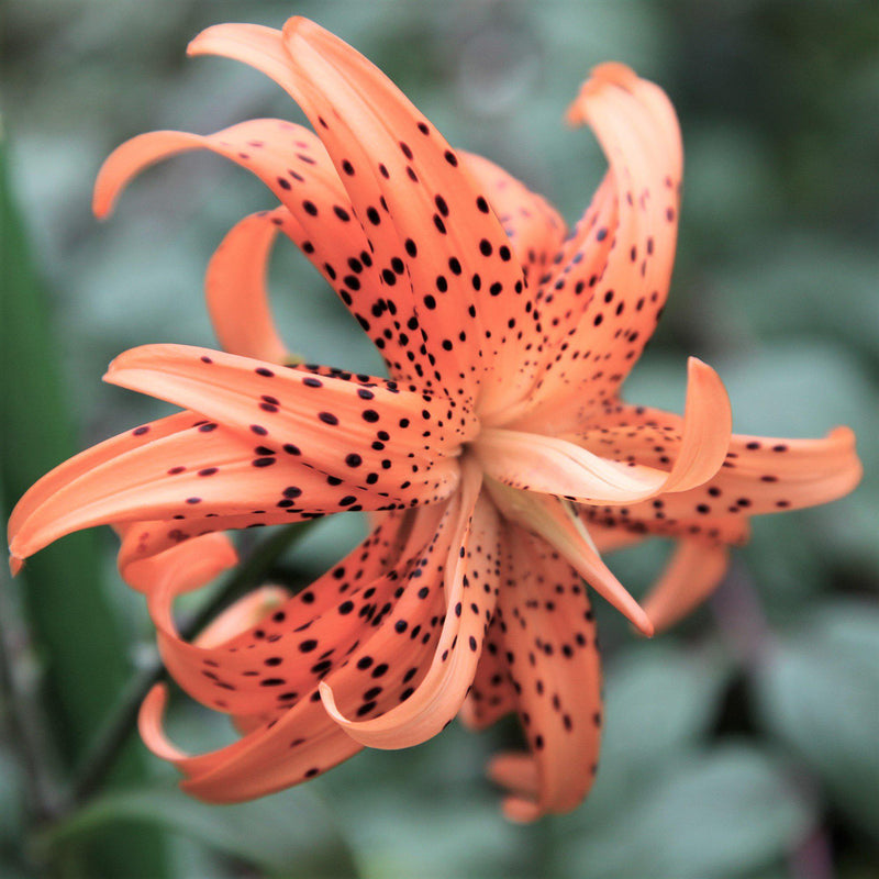 Tiger Lily Tigrinum Splendens