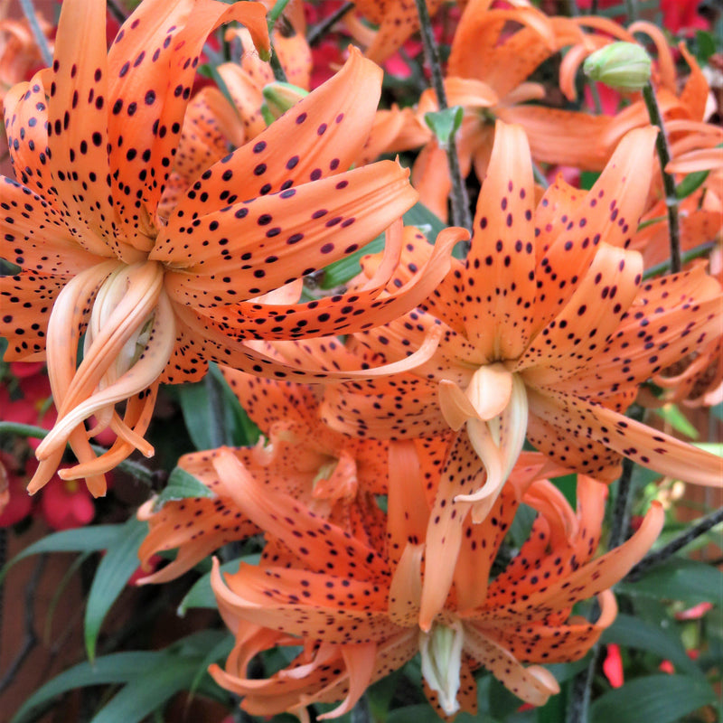 Tiger Lily Tigrinum Splendens