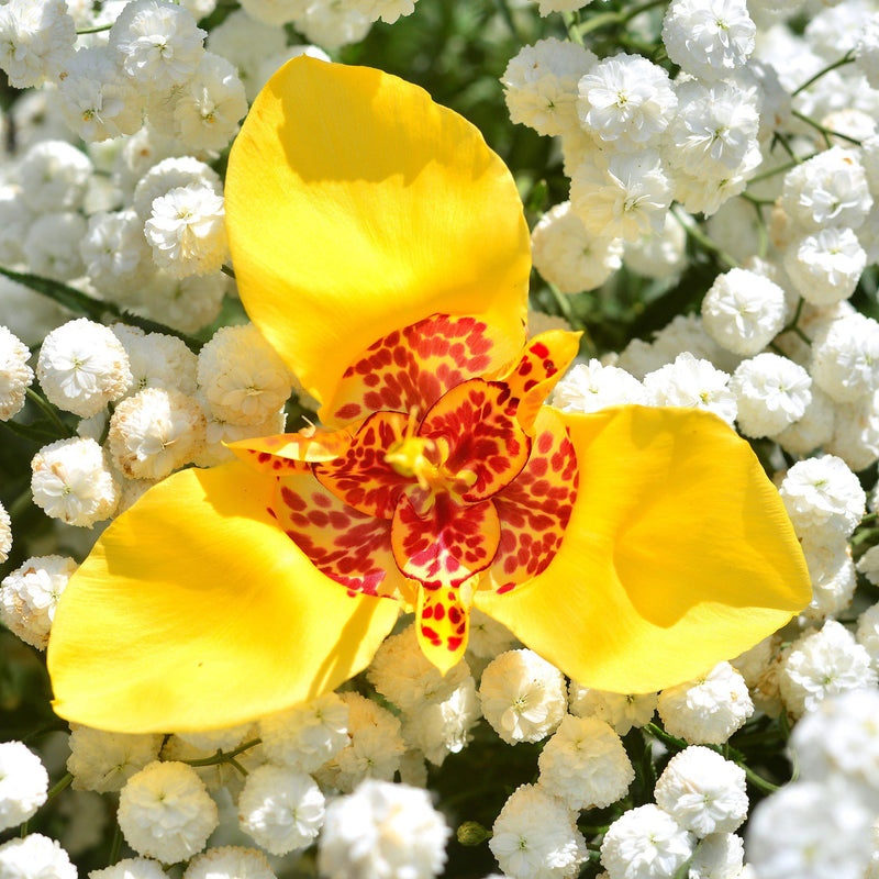 Tigridia Aurea Yellow Tigerflower