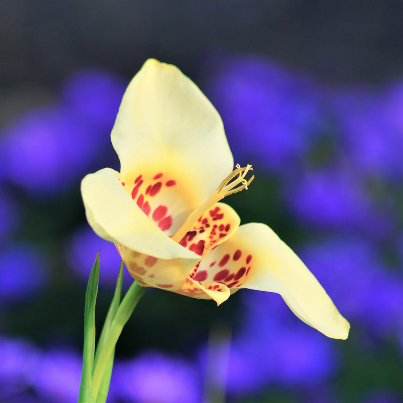 Tigridia Canariensis Buttercup Tigerflower