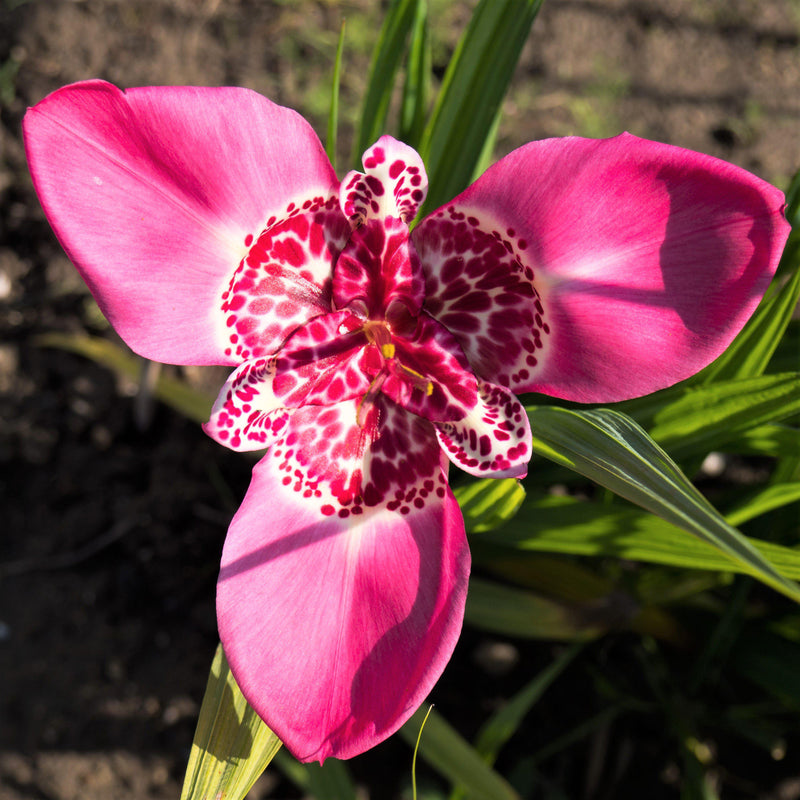 Tigridia Lilacea Pink Tigerflower