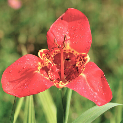 Tigridia Speciosa Orange Tigerflower