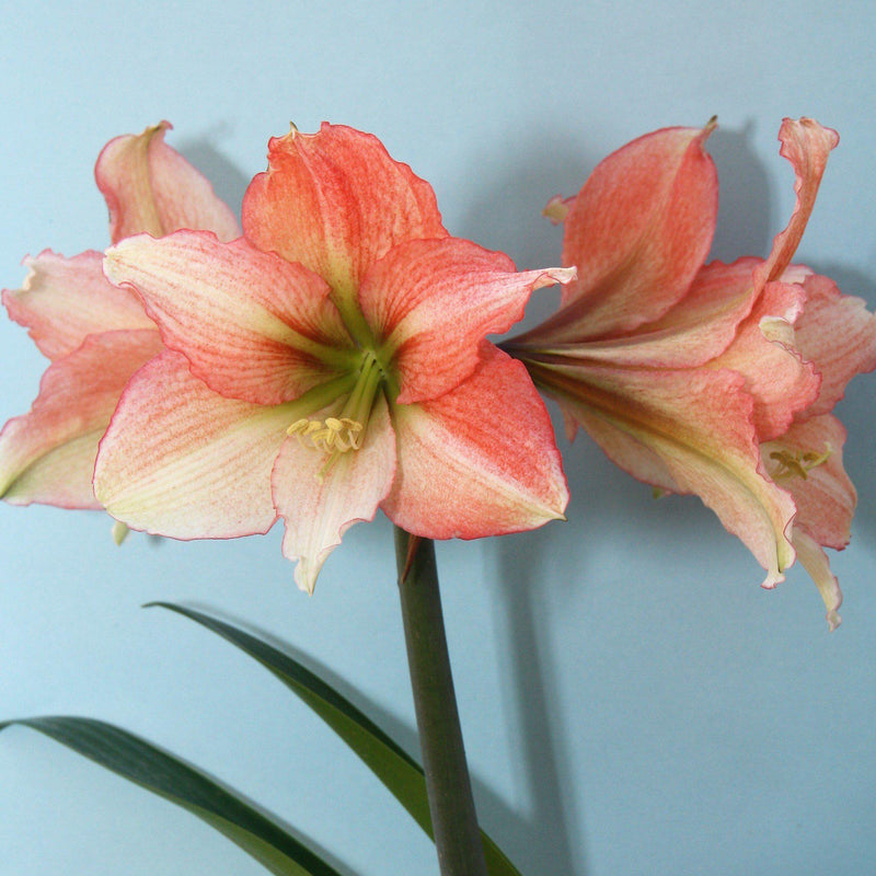 Amaryllis Tinkerbell