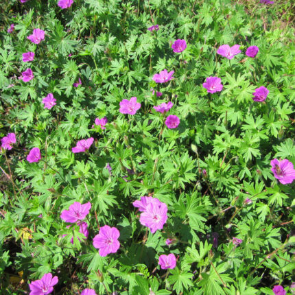 Geranium (Perennial) Tiny Monster