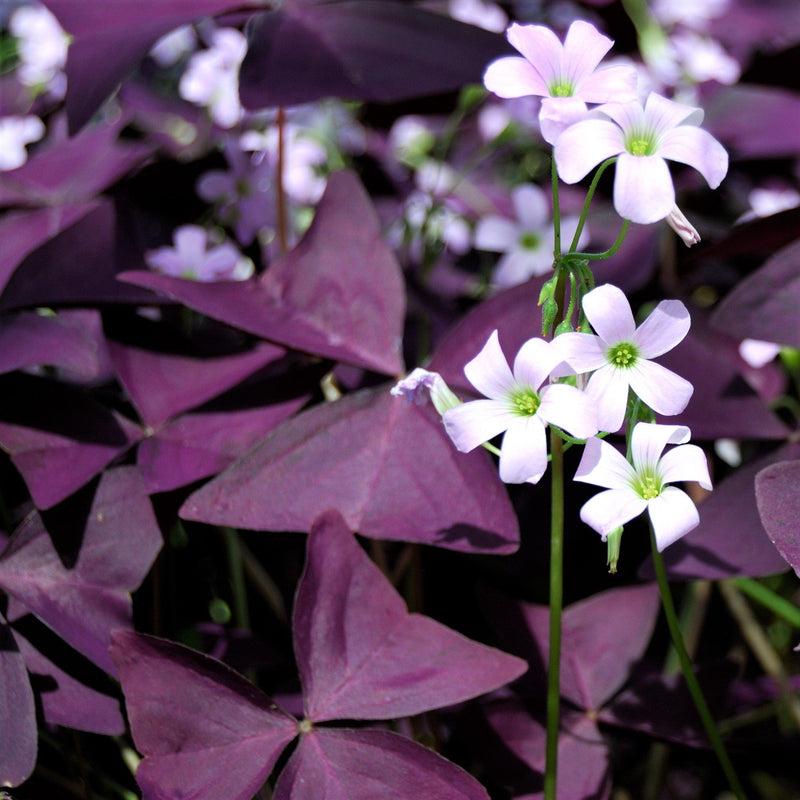 Oxalis Triangularis Purple Shamrock