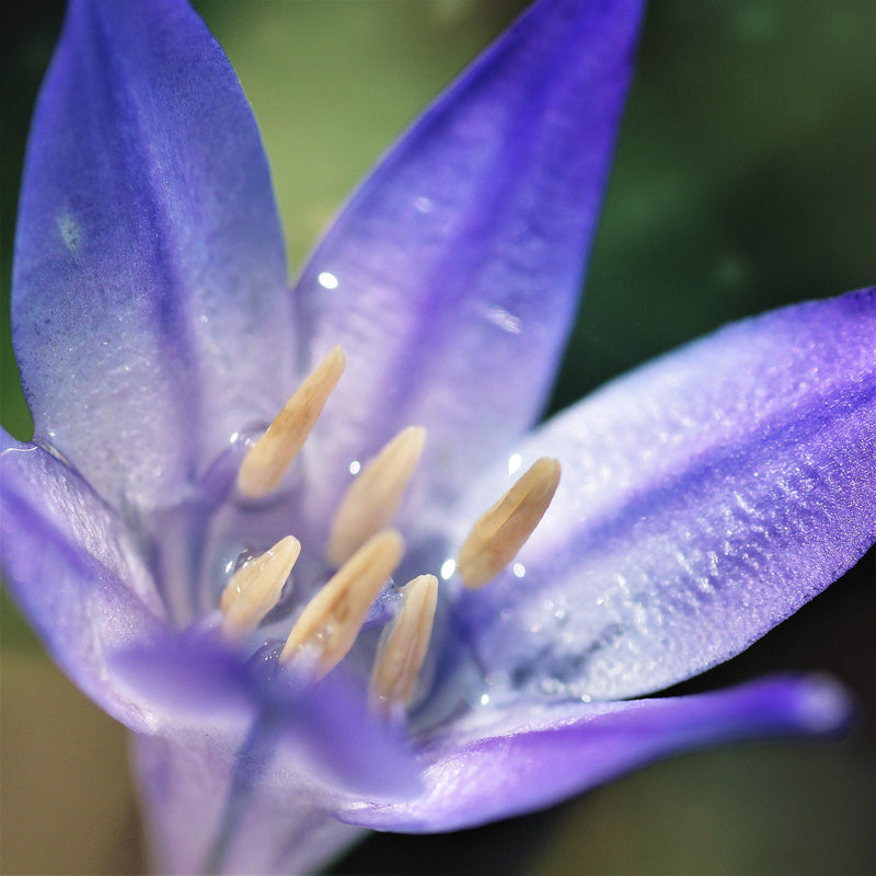 Triteleia Queen Fabiola