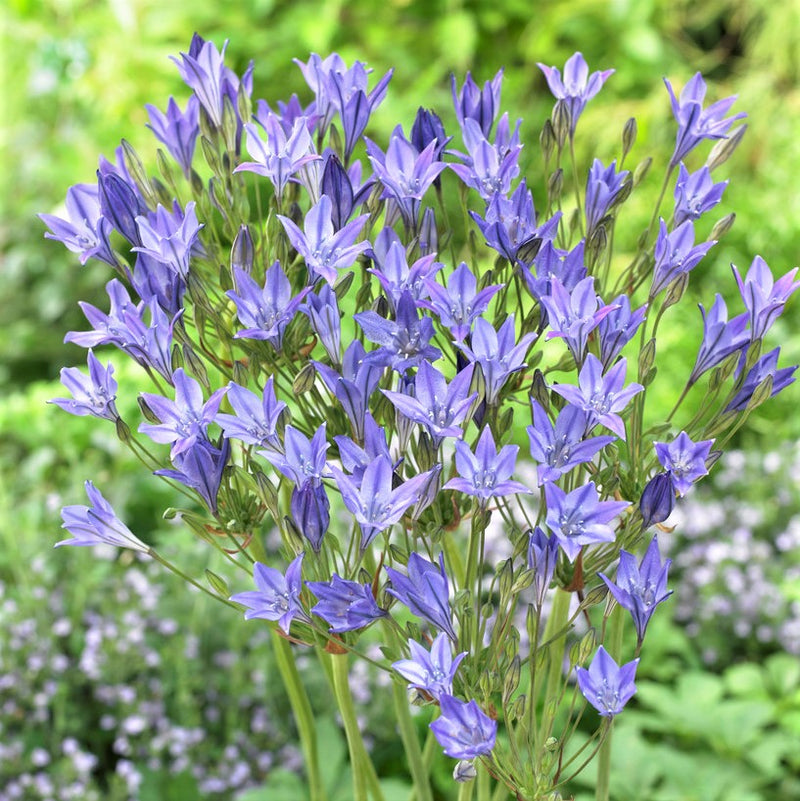 Triteleia Laxa Corrina