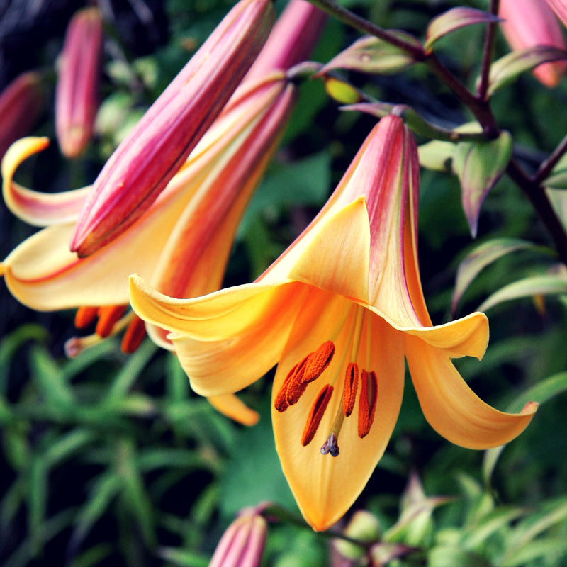 Trumpet Lily African Queen