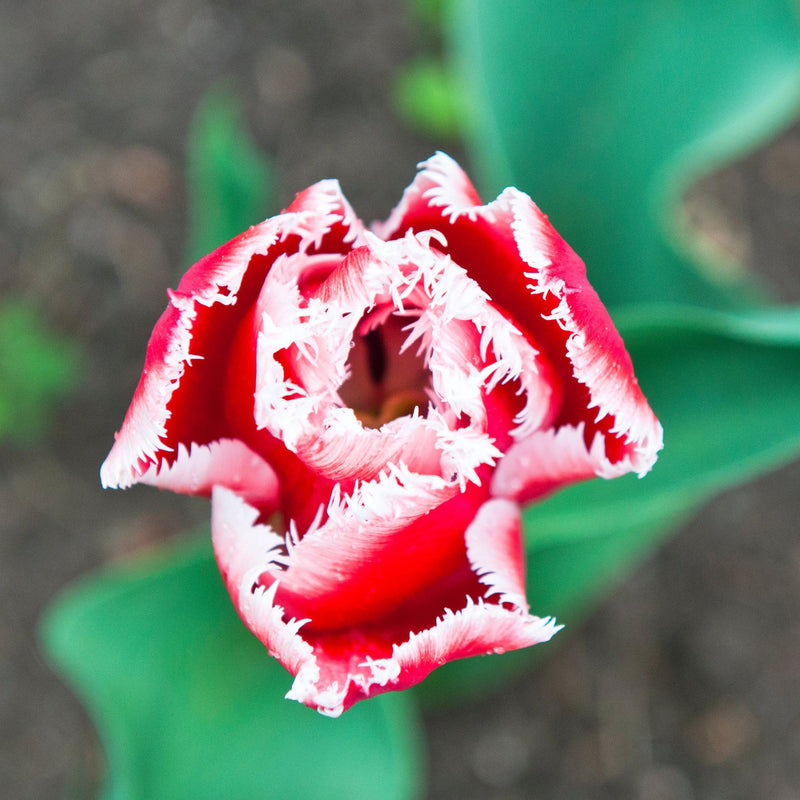 Tulip Canasta (Fringed)