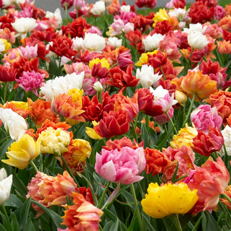 Tulip Double Flower Form Mix