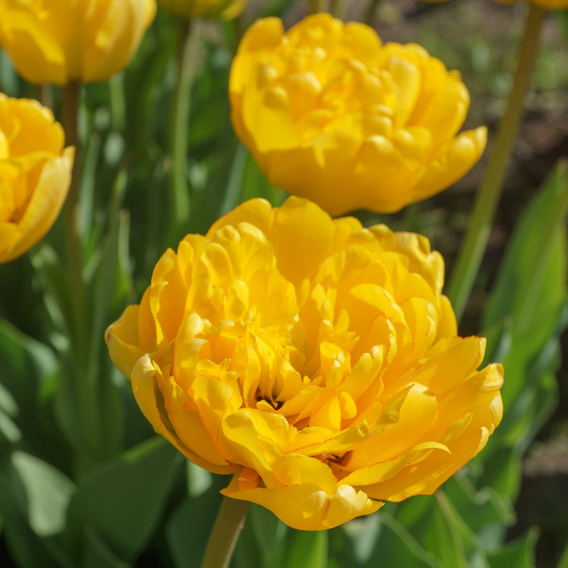 Tulip Yellow Pomponette