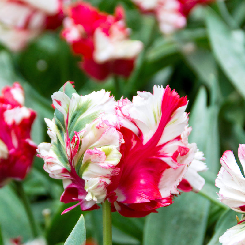 Tulip Estella Rijnveld Parrot