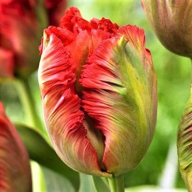 Tulip Exotic Parrot