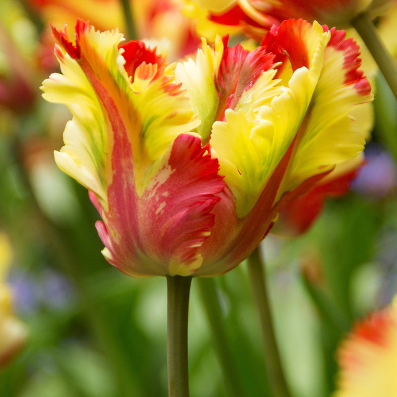 Tulip Flaming Parrot