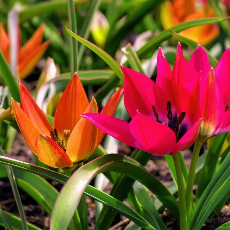 Tulip Winsome Wildings Mix