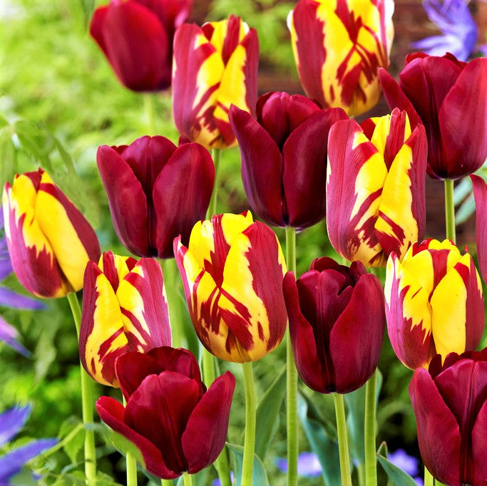 Tulip Perfect Match Mix