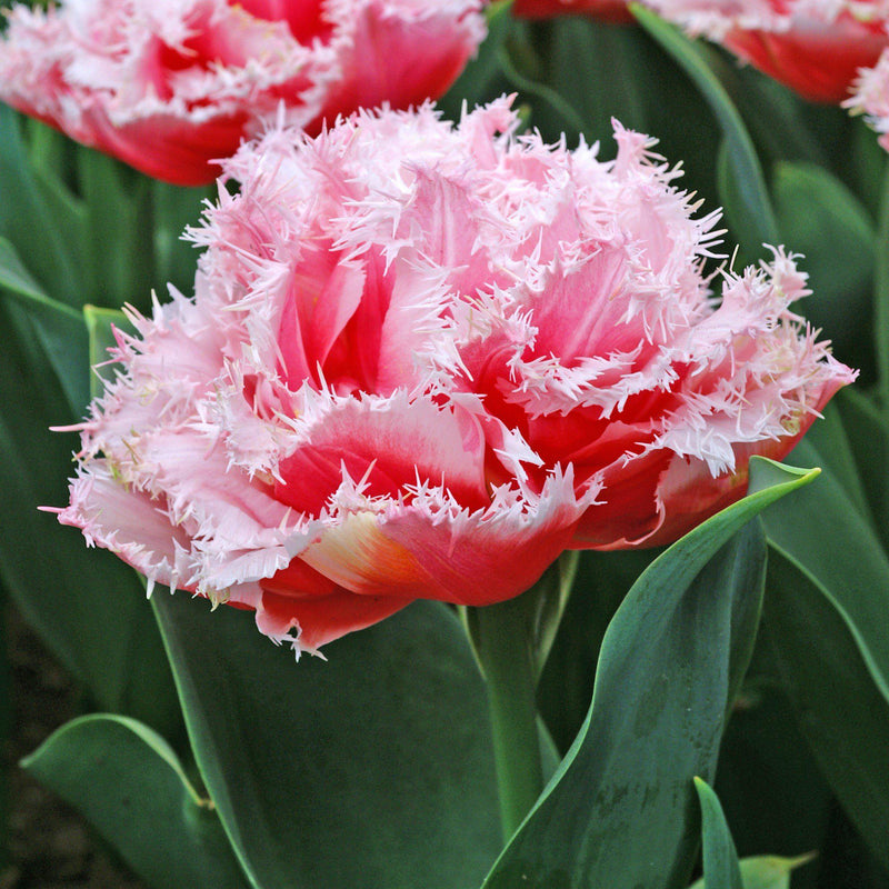 Baby Shower Blend - Muscari & Tulip Blend