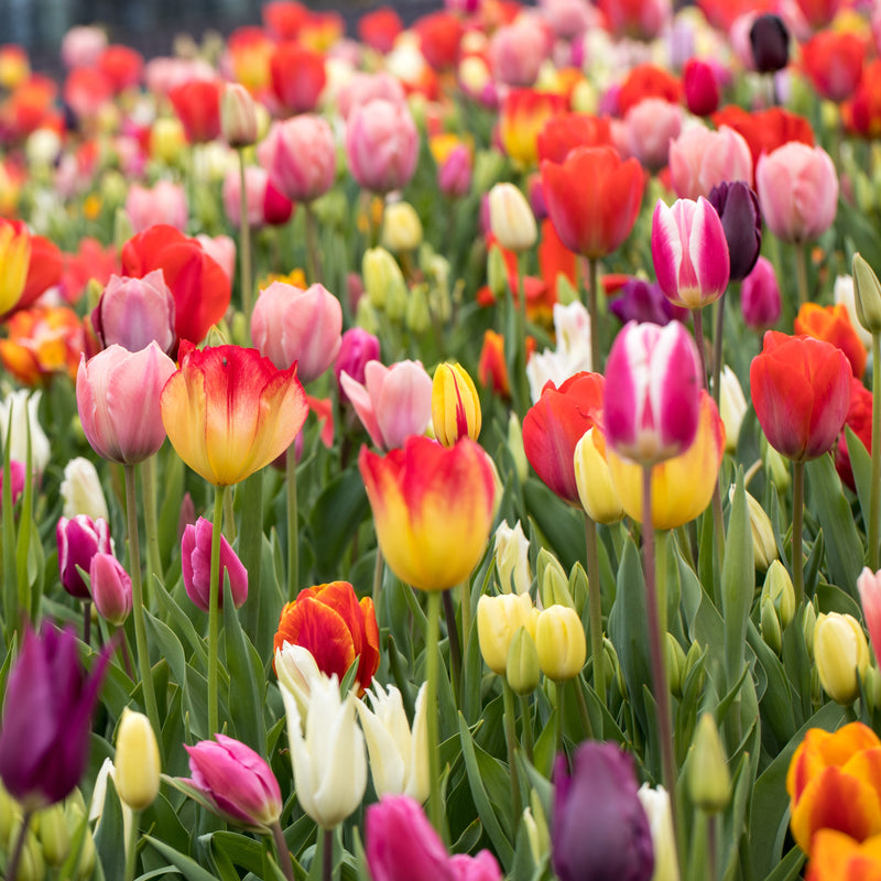 Tulip Rainbow Mix