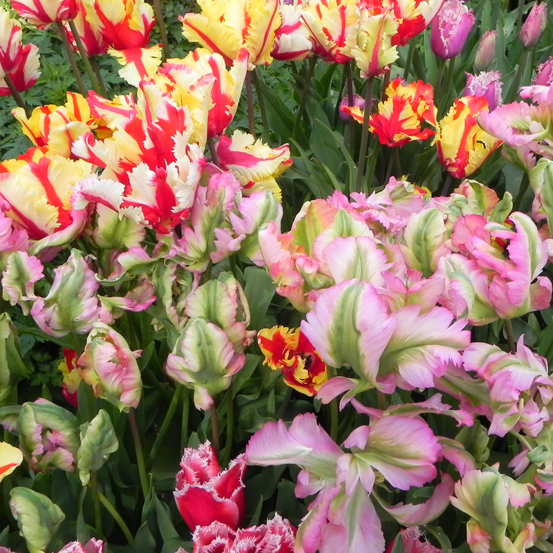 Tulip Jungle Parrot Mix