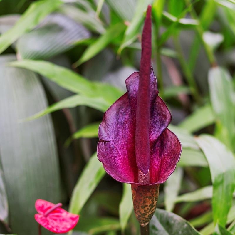 Voodoo Lily (Amorphophallus) Rivieri 'Konjac'