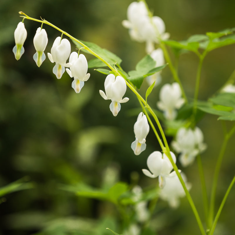 Bleeding Hearts White (Dicentra)