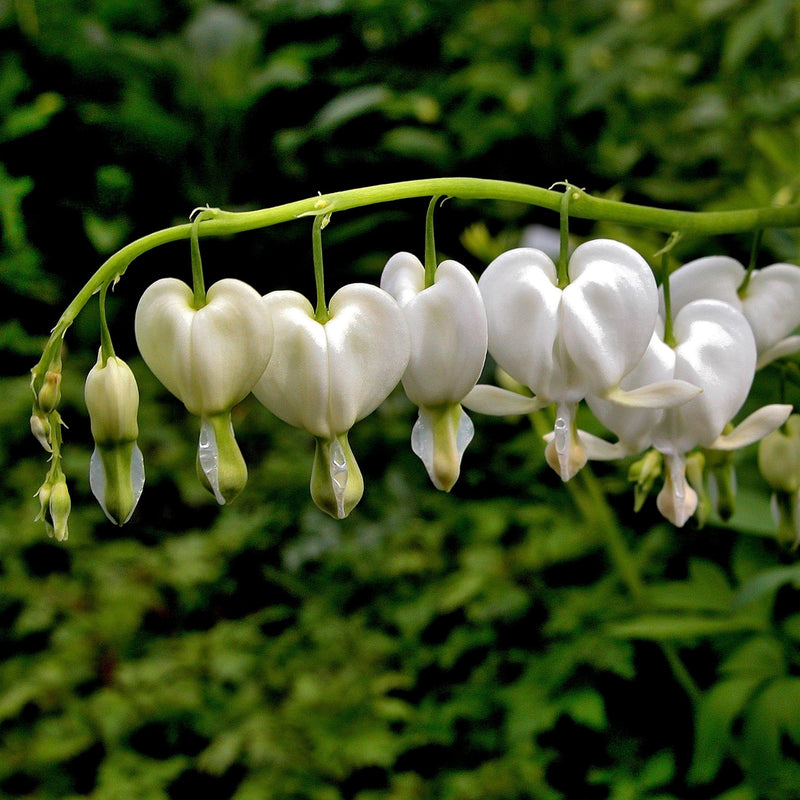 Bleeding Hearts White (Dicentra)