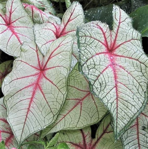 Caladium White Queen