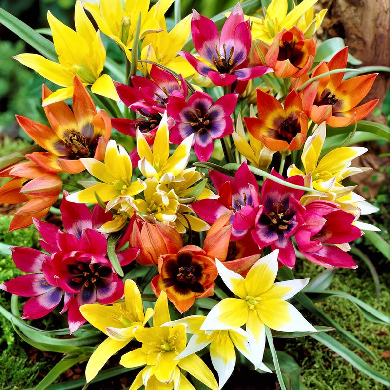 Tulip Winsome Wildings Mix