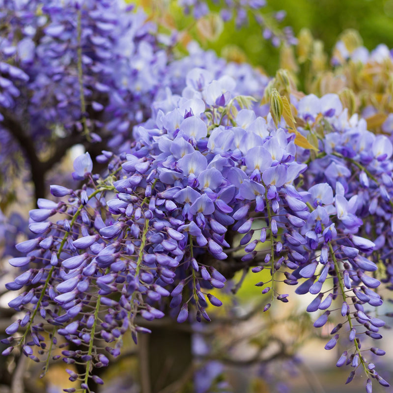 Wisteria Sinensis Blue