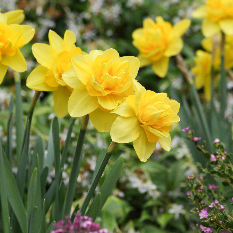 Narcissus Yellow Cheerfulness