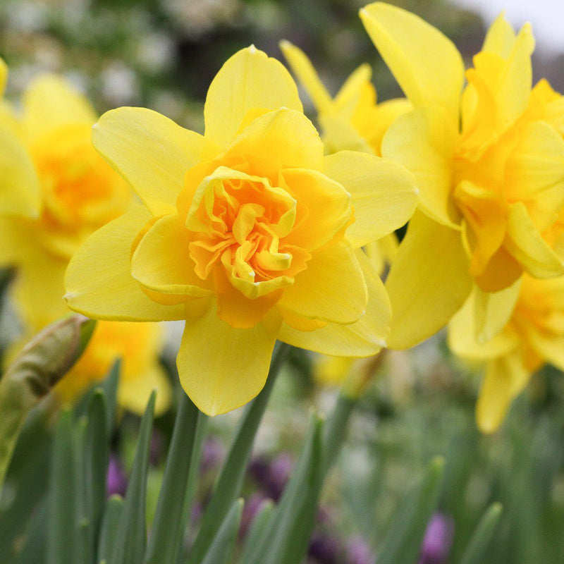 Narcissus Yellow Cheerfulness