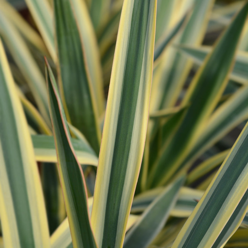 Yucca - Bright Edge