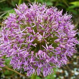 Allium Ampeloprasum