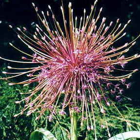 Allium Schubertii