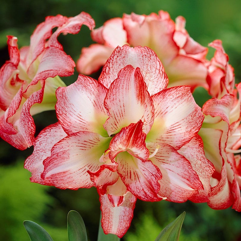 Amaryllis Double Record