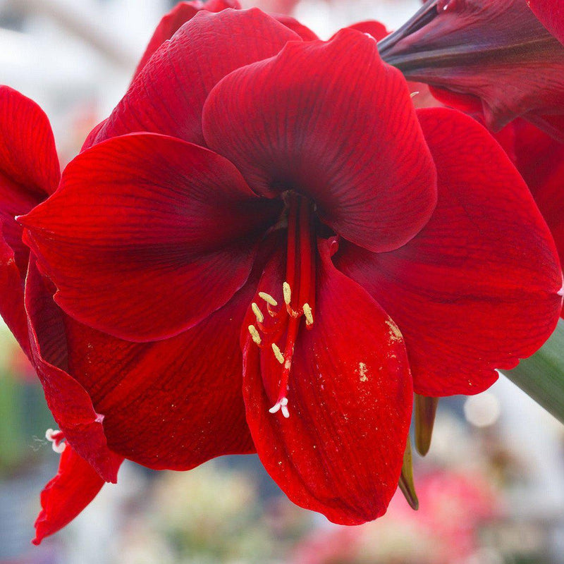 Amaryllis Ferrari Red