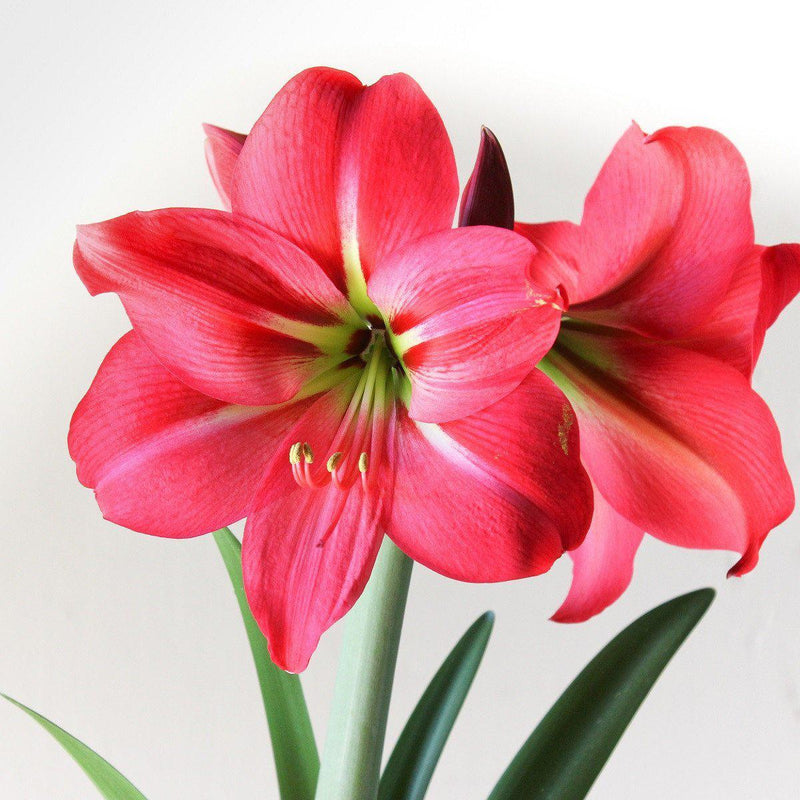 Amaryllis Pink Flush