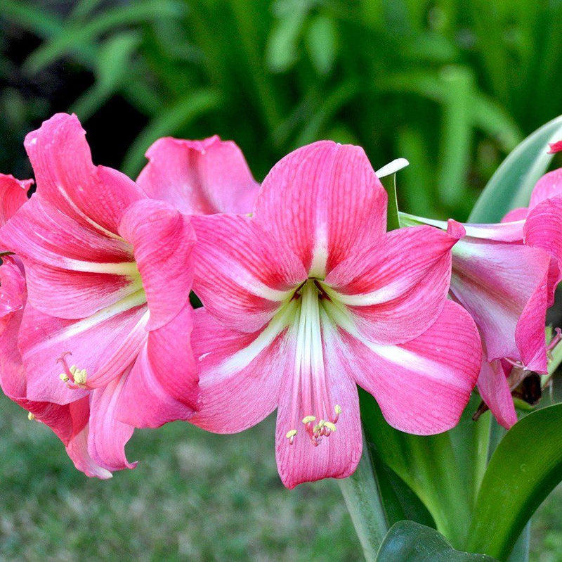 Amaryllis Pink Flush