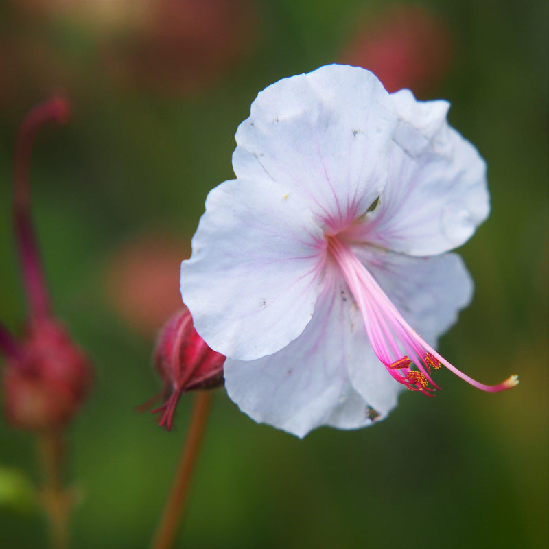 Geranium (Perennial) Biokovo - Fragrant