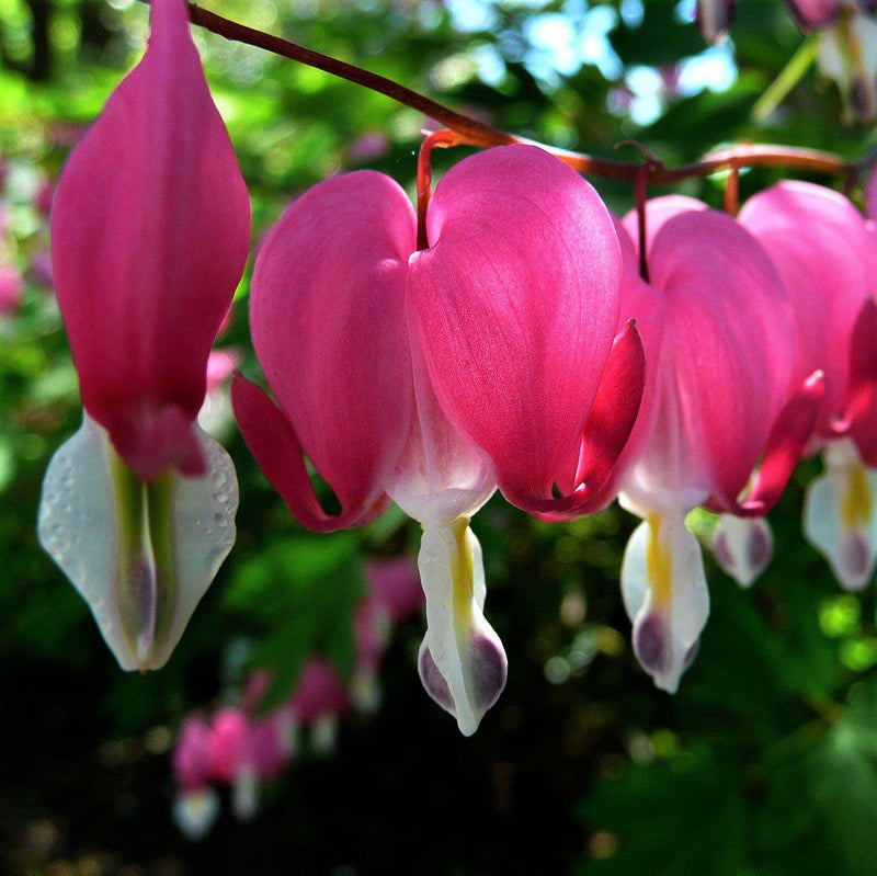 Bleeding Hearts Boothman's Variety