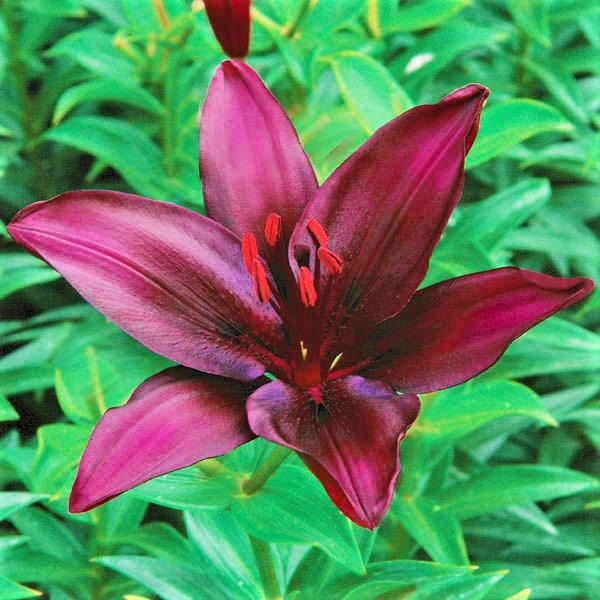 Asiatic Lily Dark Secret