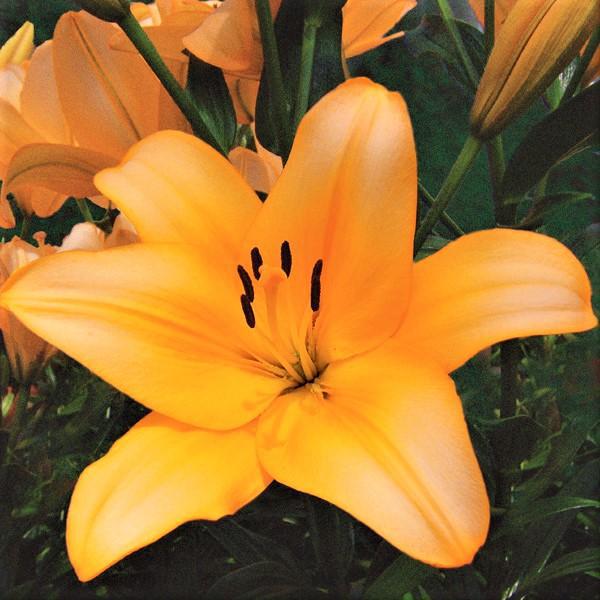 Asiatic Lily Globe