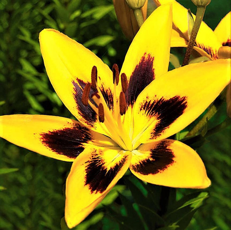 Asiatic Lily John Hancock