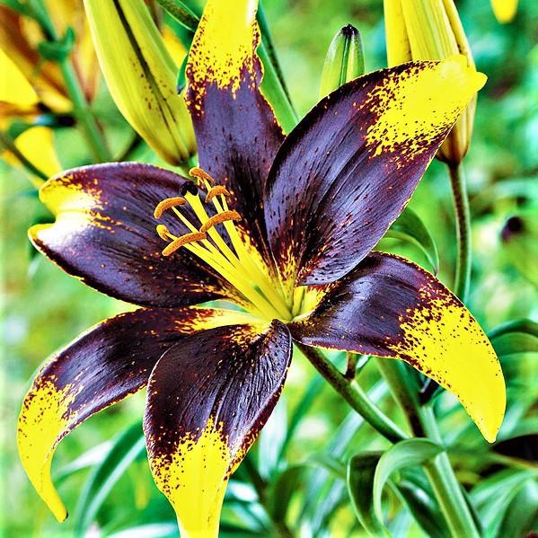 Lilium Asiatic Tango Lily Lionheart